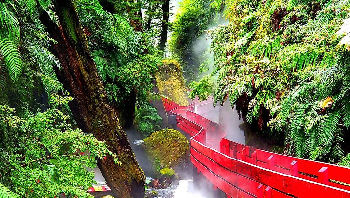 The Valdivian Temperate Rainforest.