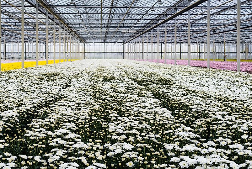 Dutch greenhouse filled with beautiful multi-color chrysanthemums.