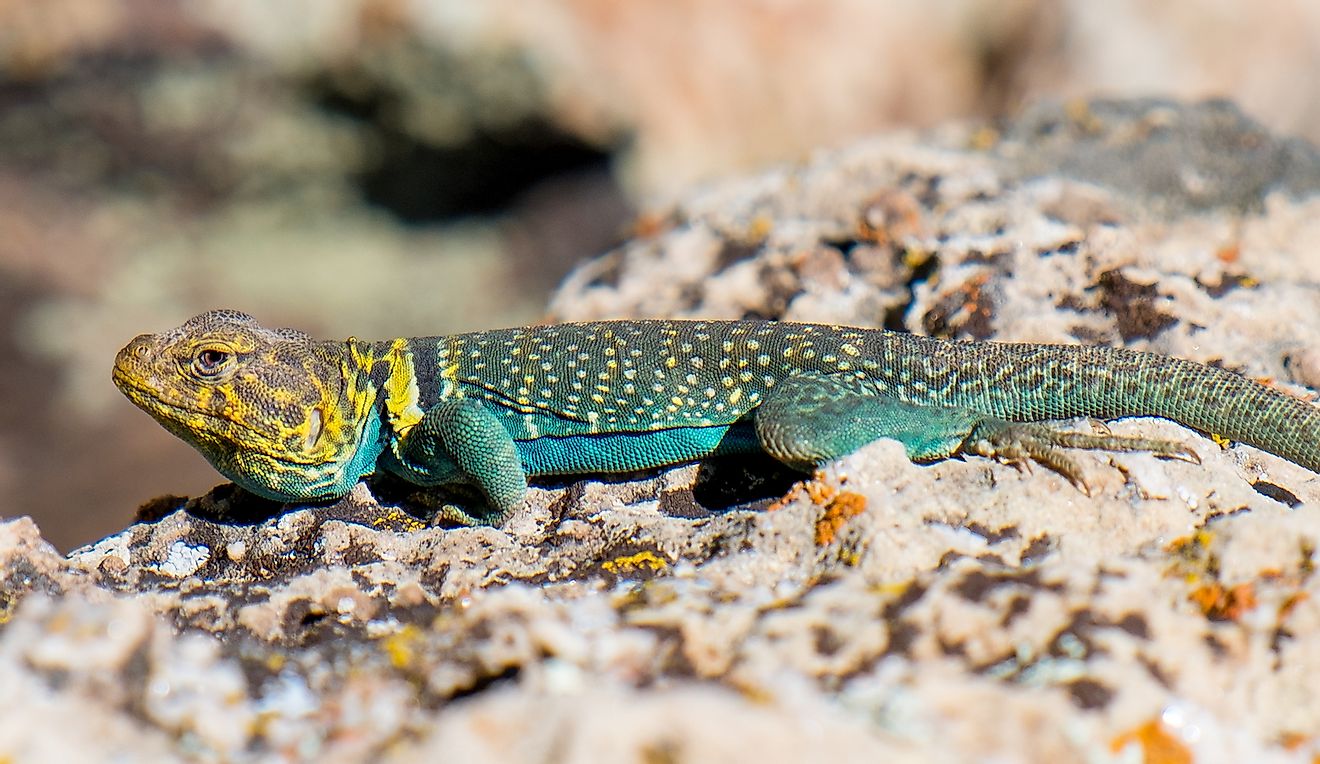 A brightly teal and yellow colored male Eastern Collared Lizard in Grand Canyon National Park, Coconino County, Arizona, USA. Image credit: Dominic Gentilcore PhD/Shutterstock.com