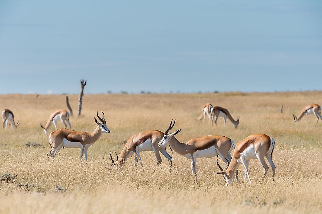 A group of springboks in Namibia. 