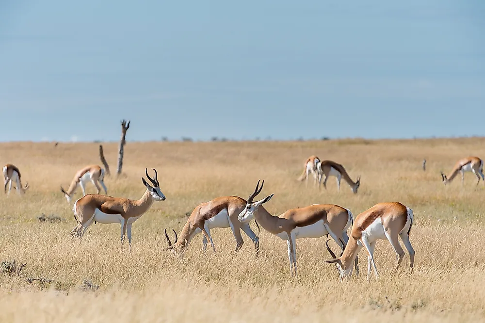 A group of springboks in Namibia. 