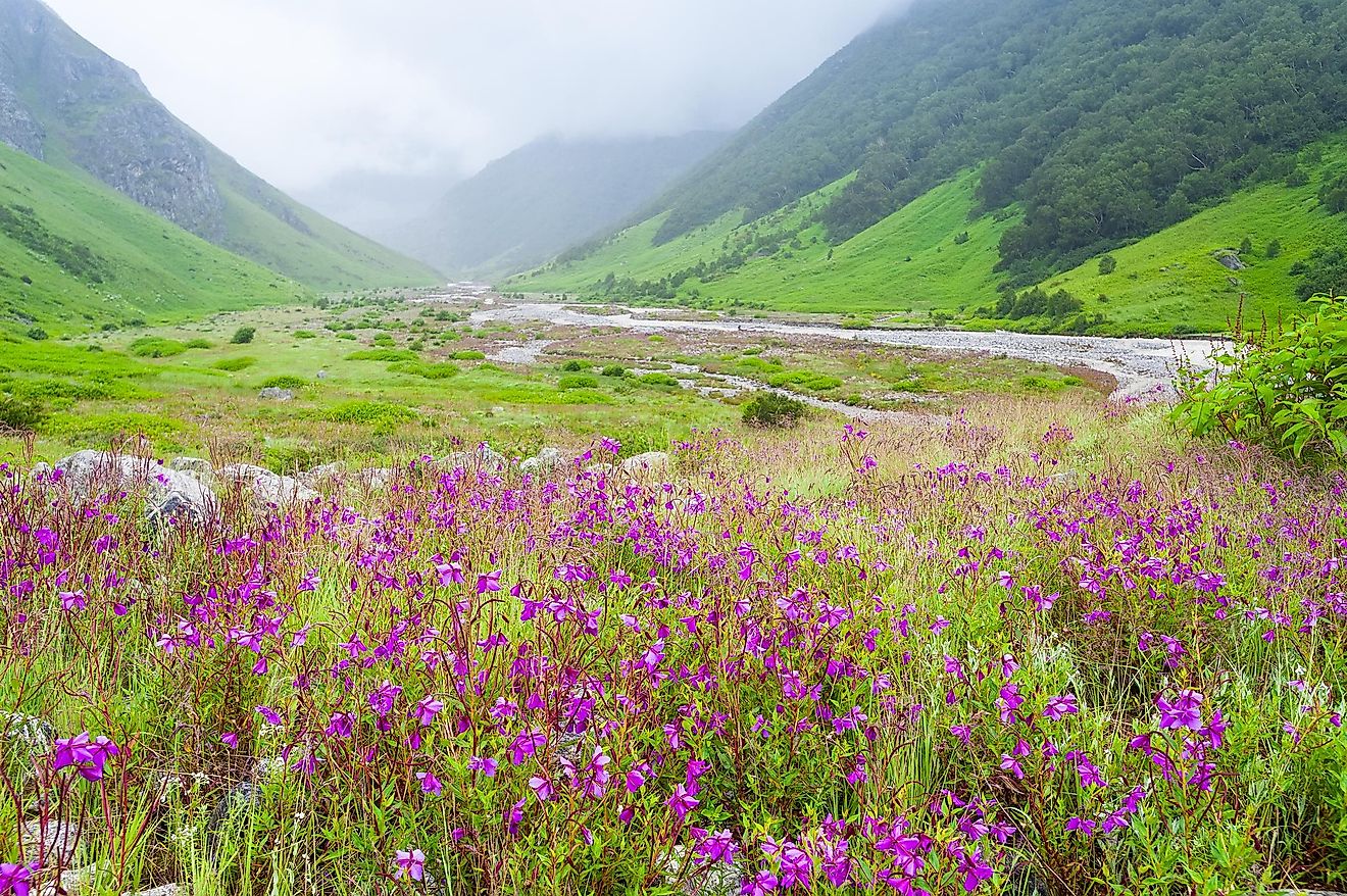 The Valley of Flowers