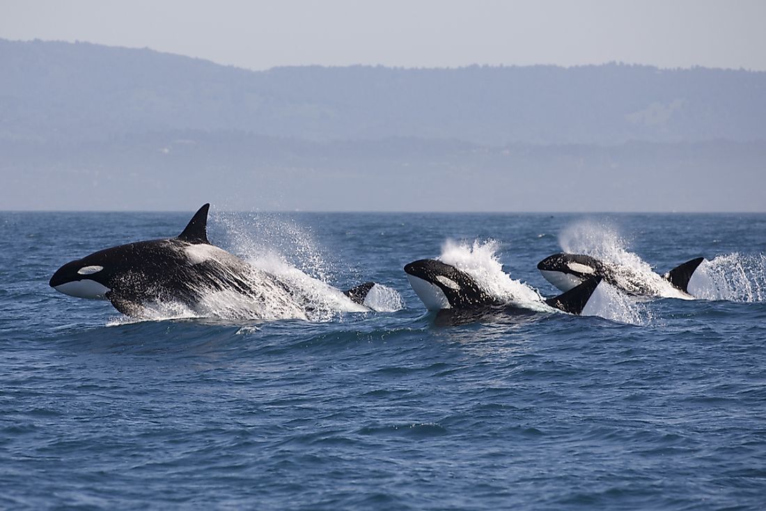 Orca whales are one of the many species found in Canadian marine ecozones. 