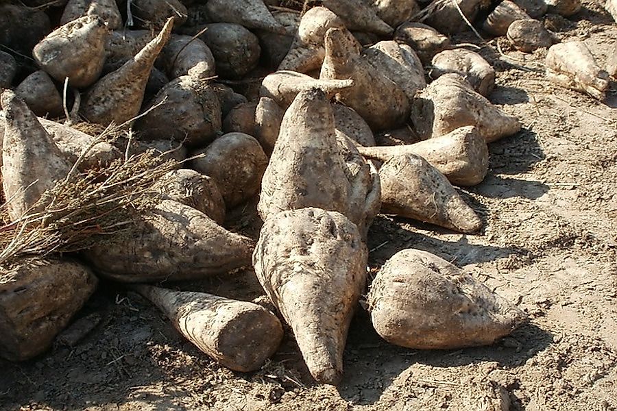 Sugar beet after a harvest.