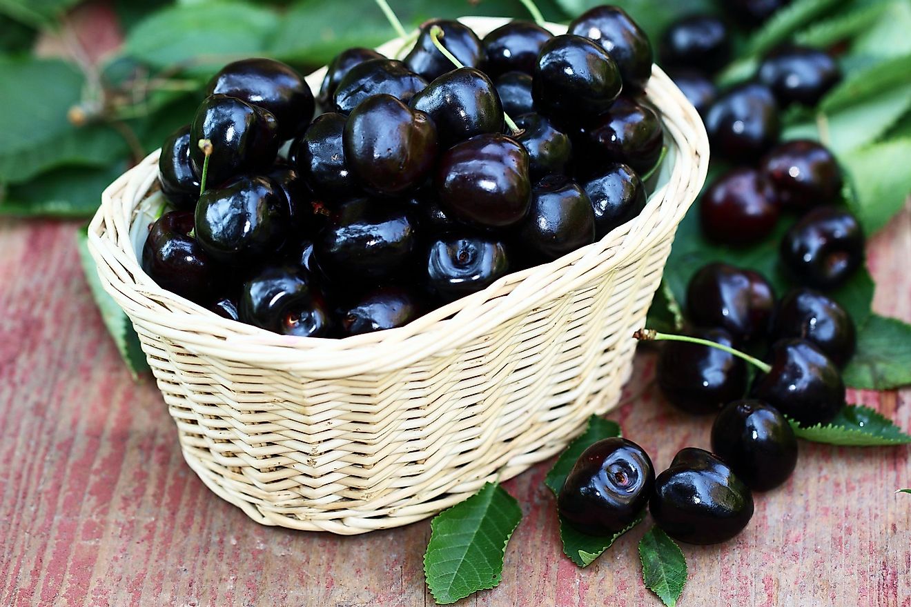 Black cherries are more famous because of the wood of their trees, but the fruit itself is often eaten as a snack while drinking alcohol.