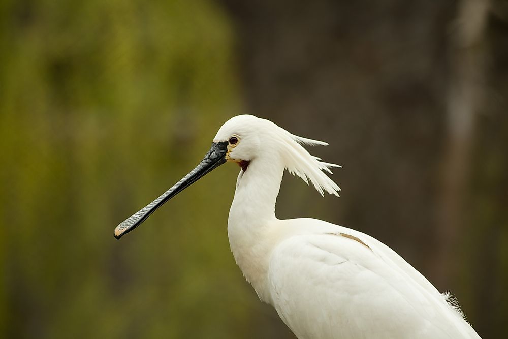 A Eurasian (common) spoonbill. 