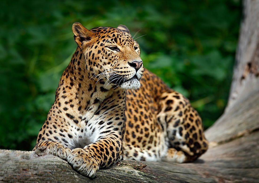 A Sri Lankan leopard. 
