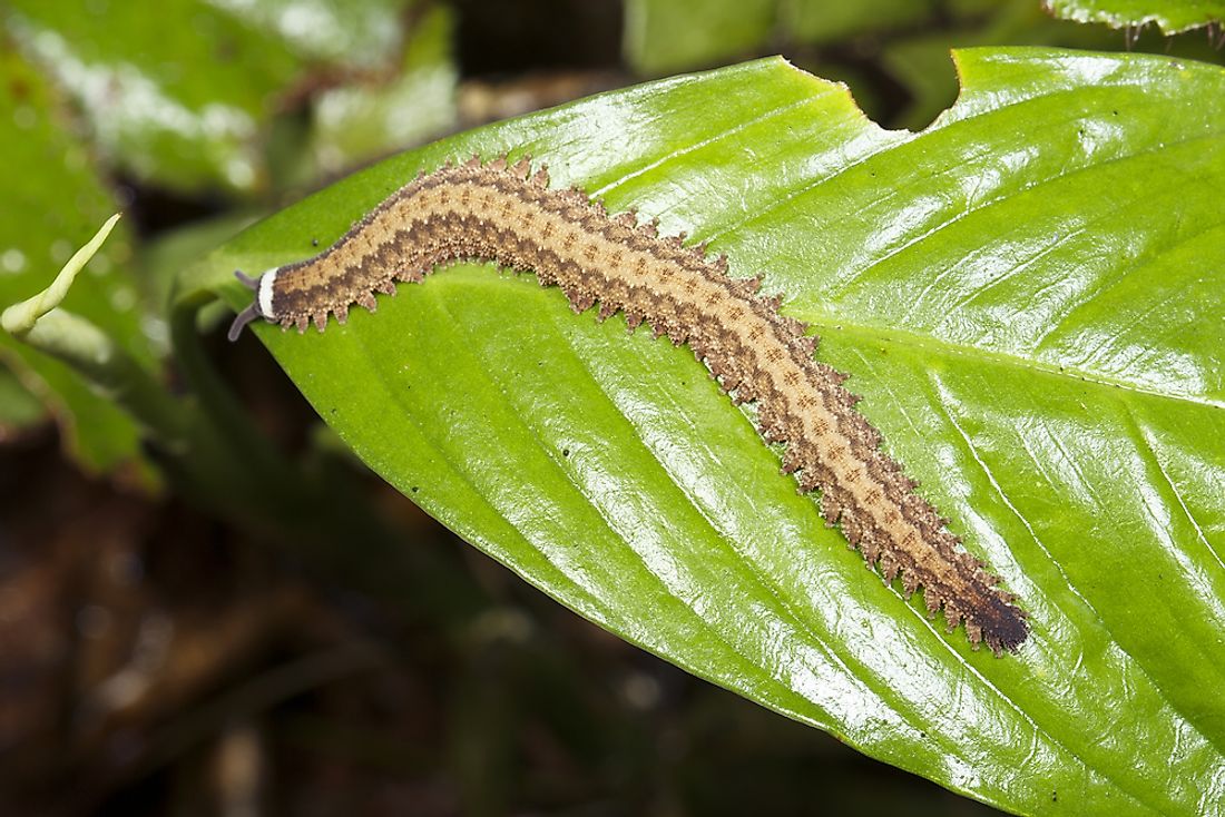 Velvet worms inhabit tropical and temperate habitats.