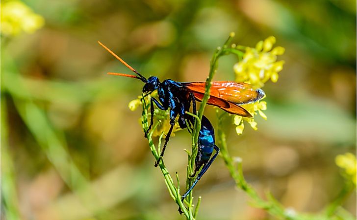 Tarantula hawk wasp