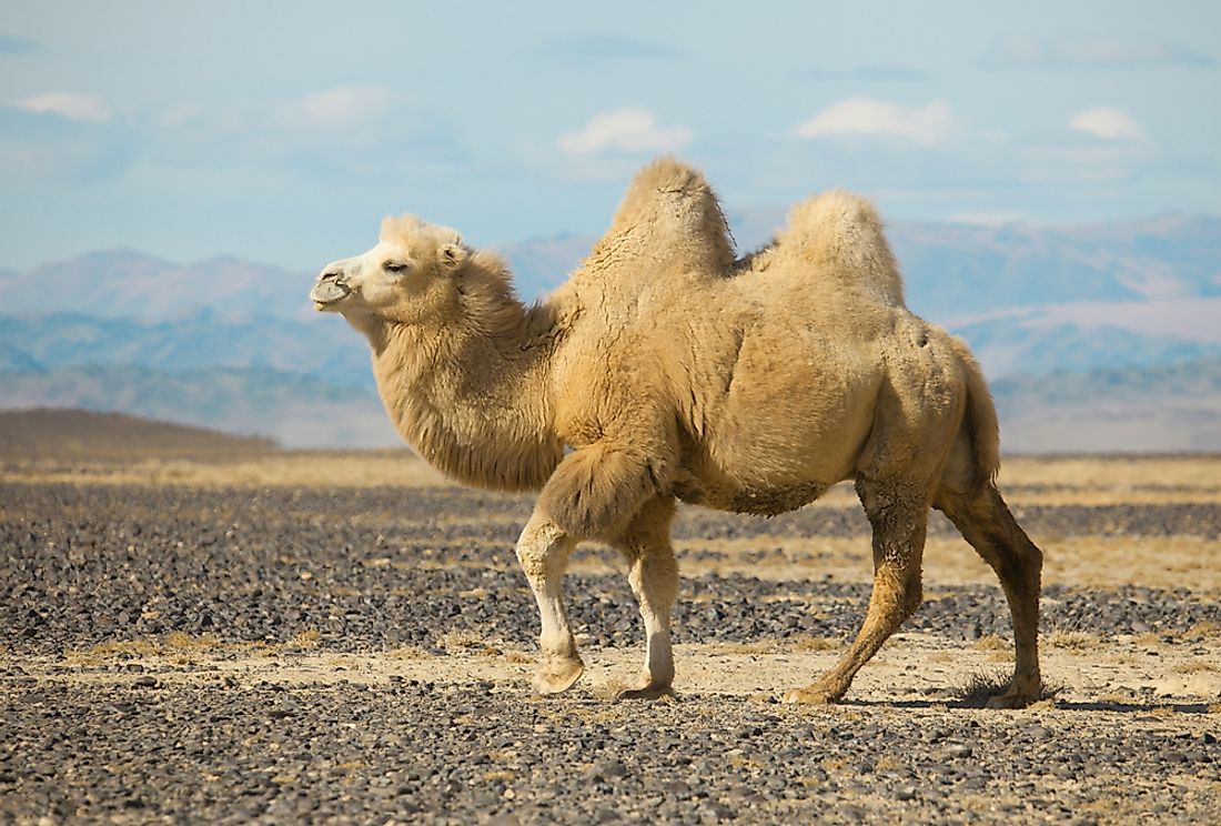 A Bactrian camel in Mongolia. 