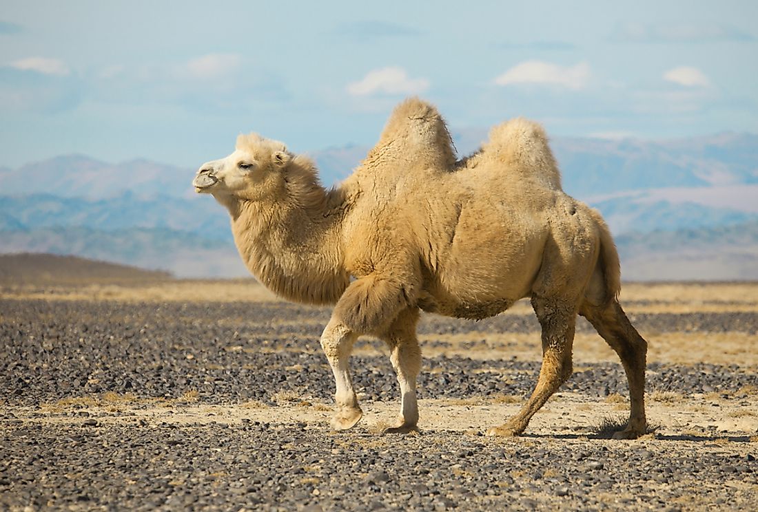 What Family Is The Camel Considered Being In : I don't know, but i