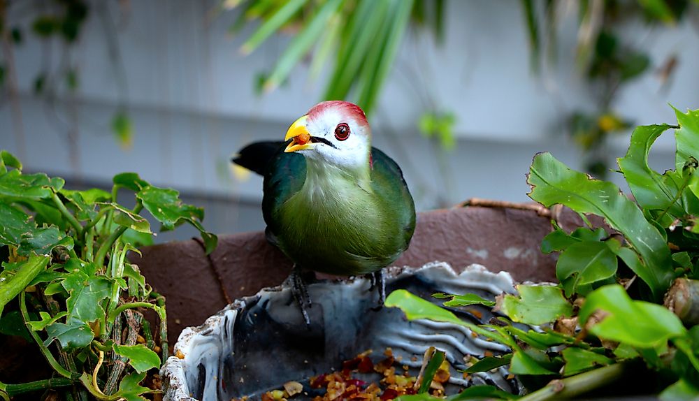 ​Red-crested Turaco​, a bird endemic to Angola.