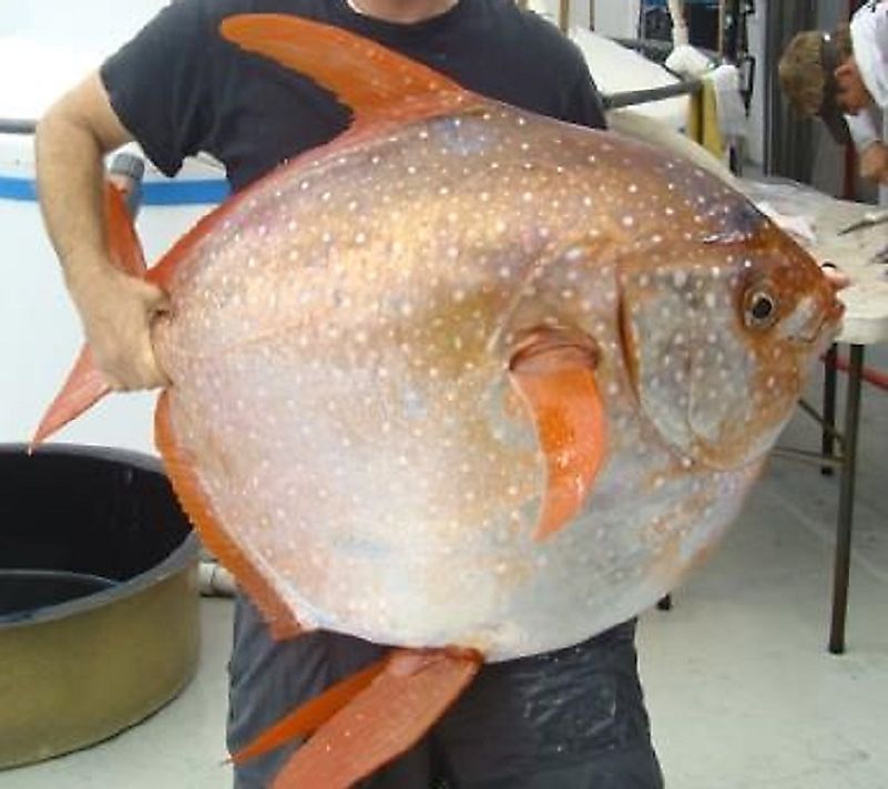 A nearly man-sized Opah (Lampris guttatus) caught by scientists from the U.S. National Oceanic and Atmospheric Administration.