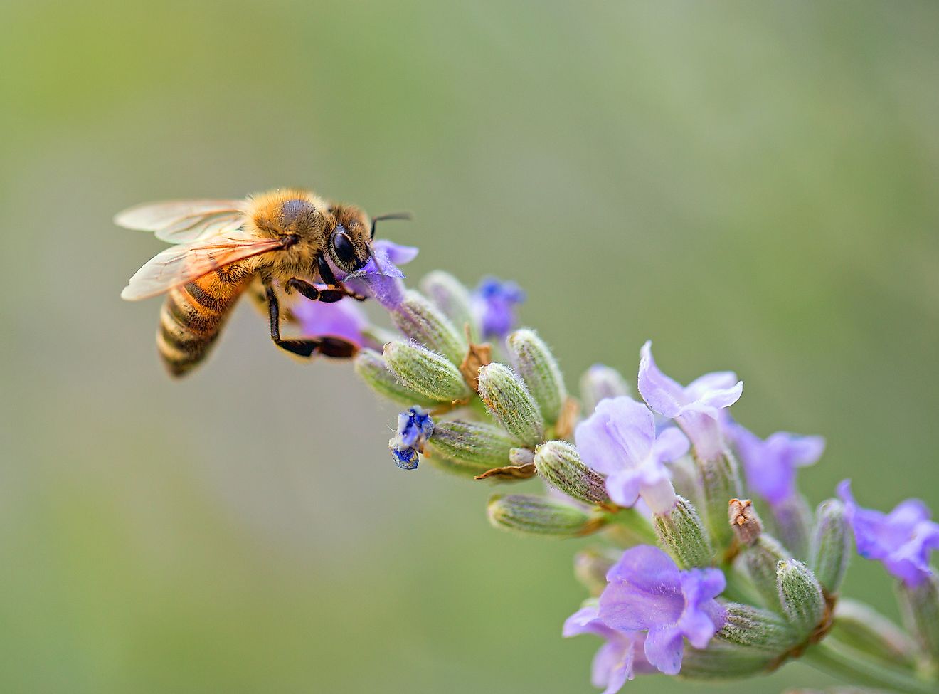 A honeybee sucking nectar from a flower.