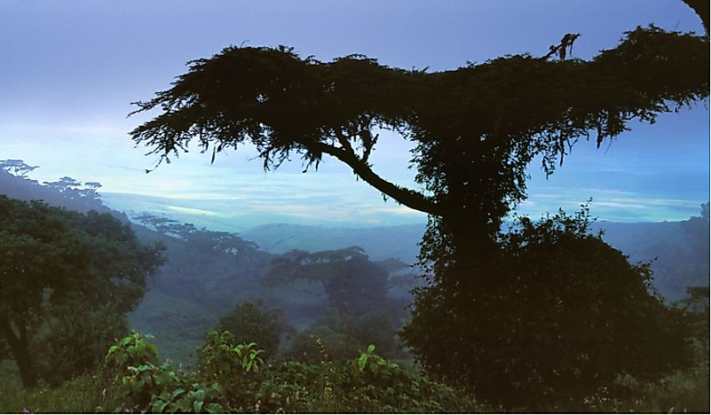 Gabon has thick forest coverage. 