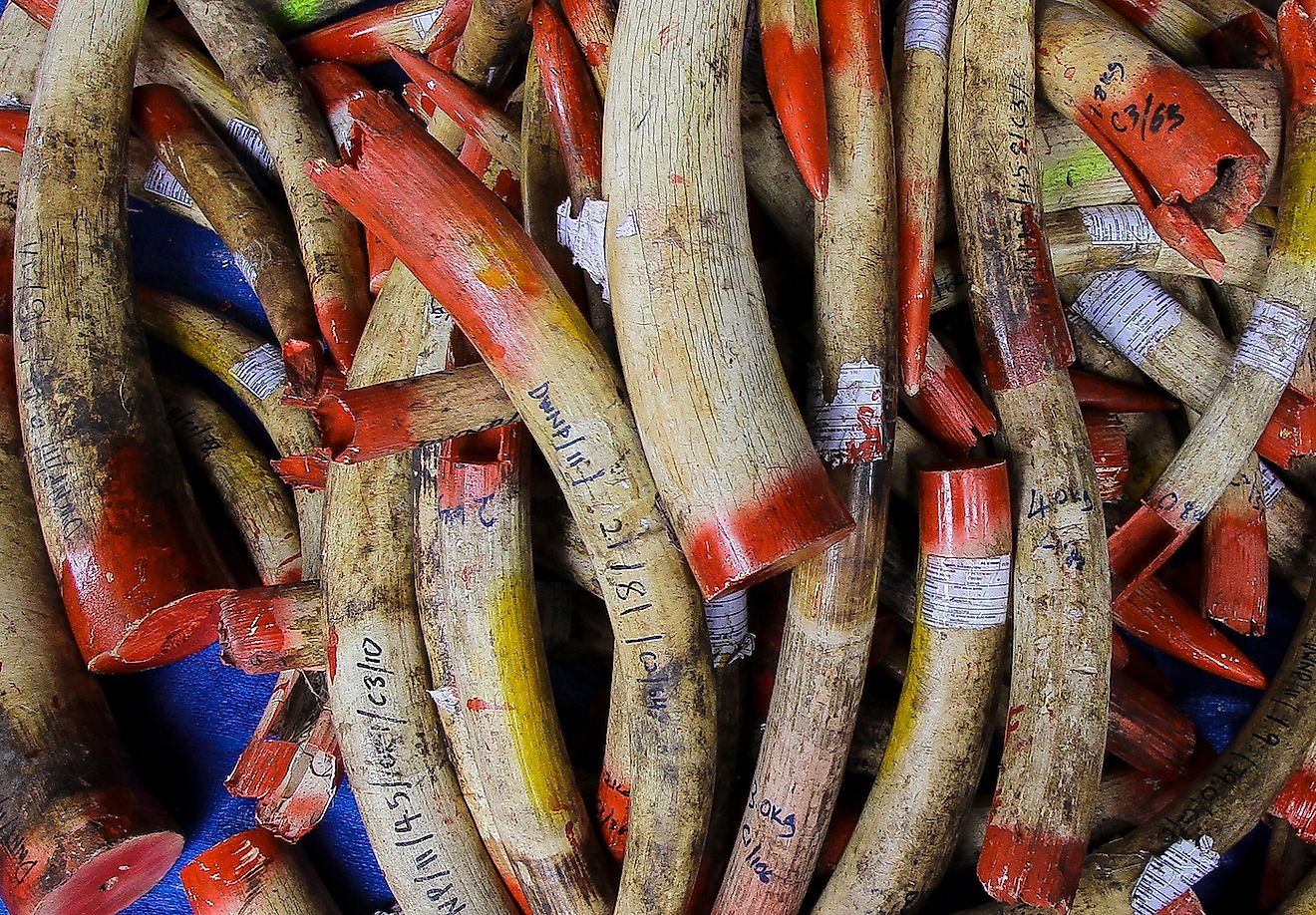 A Malaysian wildlife official displays a bracelet made with confiscated elephant ivory tusks before the destruction of the ivory. Image credit: MIFAS/Shutterstock.com