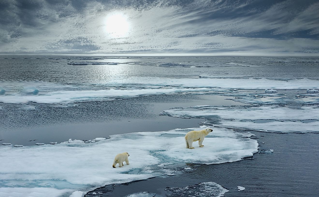 Polar bear sow and cub walk on ice floe in Norwegian arctic waters. Image credit: FloridaStock/Shutterstock.com