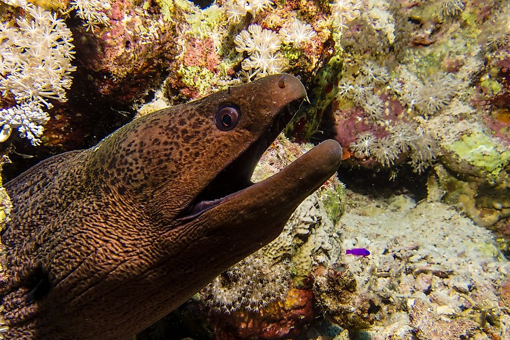 A moray eel in the Black Sea.