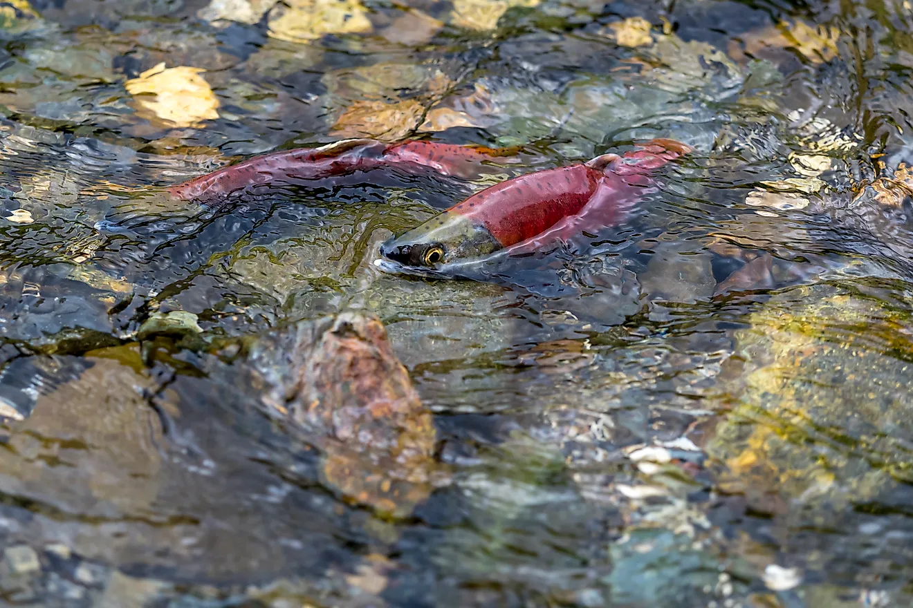 kokanee salmon in an Oregon lake during spawning season