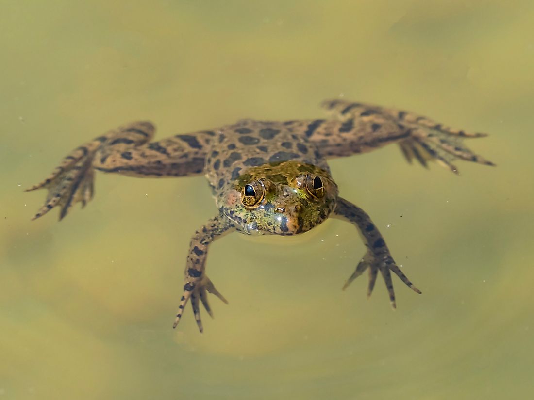 A skittering frog. 