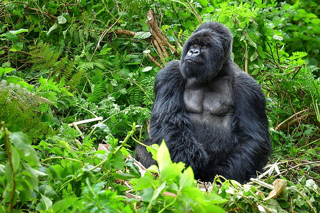 A gorilla sits in the Rwandan rainforest. 