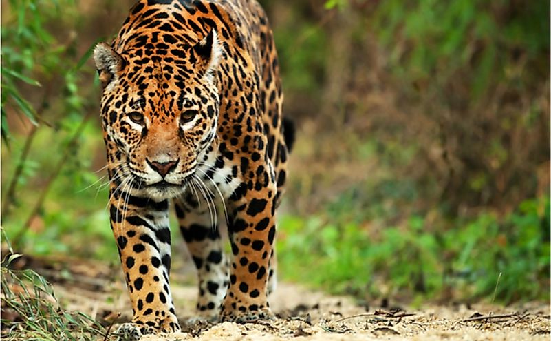 Jaguar in the wild.