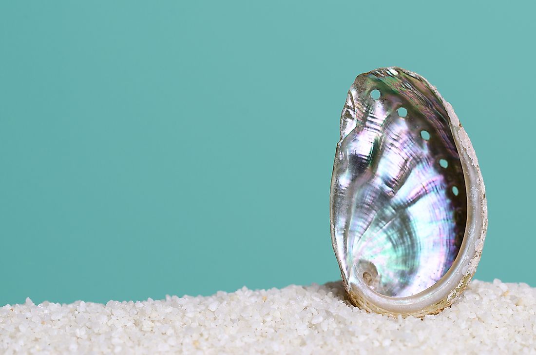 A polished abalone shell. 