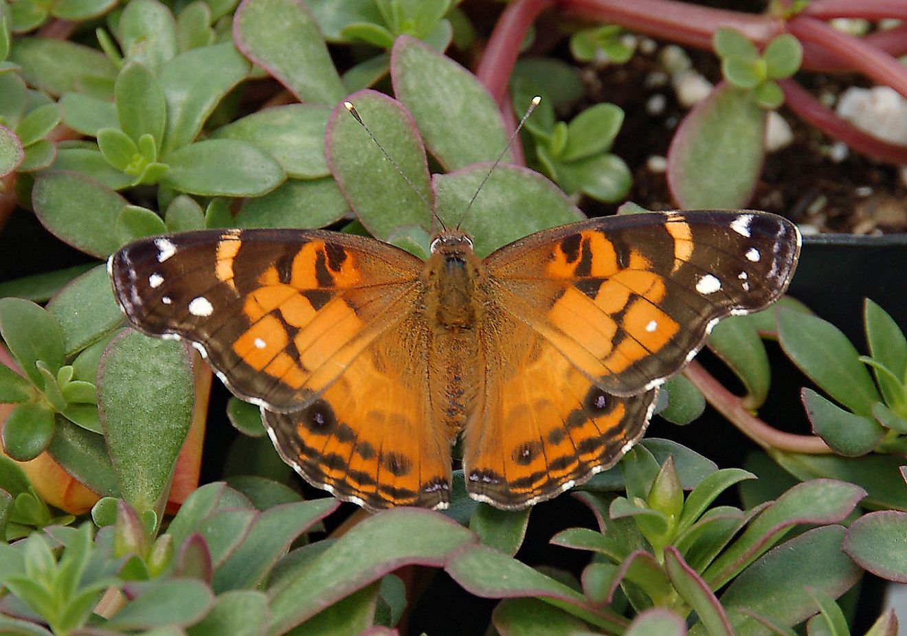 American Painted Lady. Image credit: Derek Ramsey/Wikimedia.org