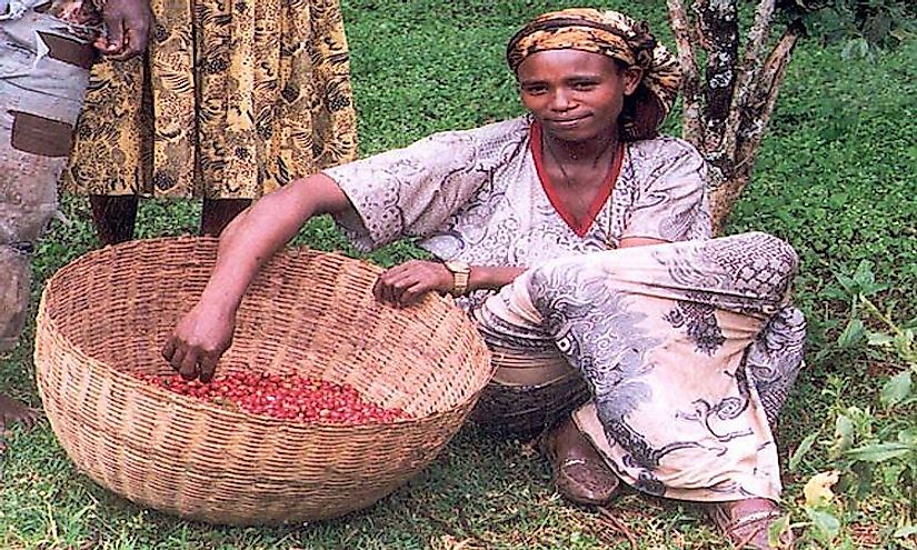 A female coffee farmer in Ethiopia, a country from where coffee originated.