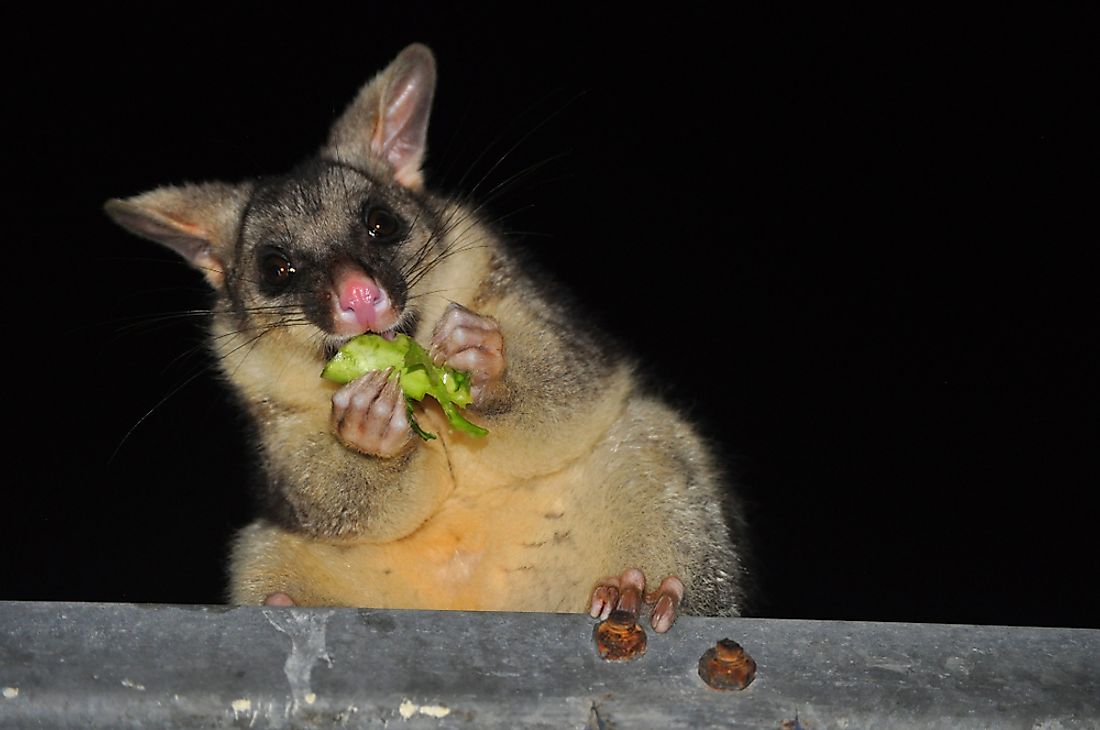 Australian possum.