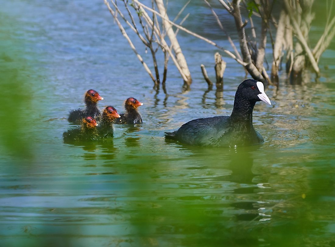 A red-knobbed coot. 