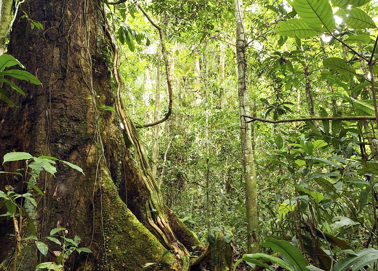 As in most parts of the world listed herein, Ecuador's flora is most threatened by human activities.