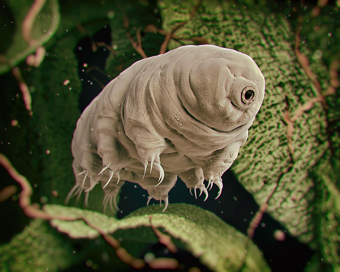 Water bears, also called tardigrades, are micro animals belonging to the division of small invertebrates.