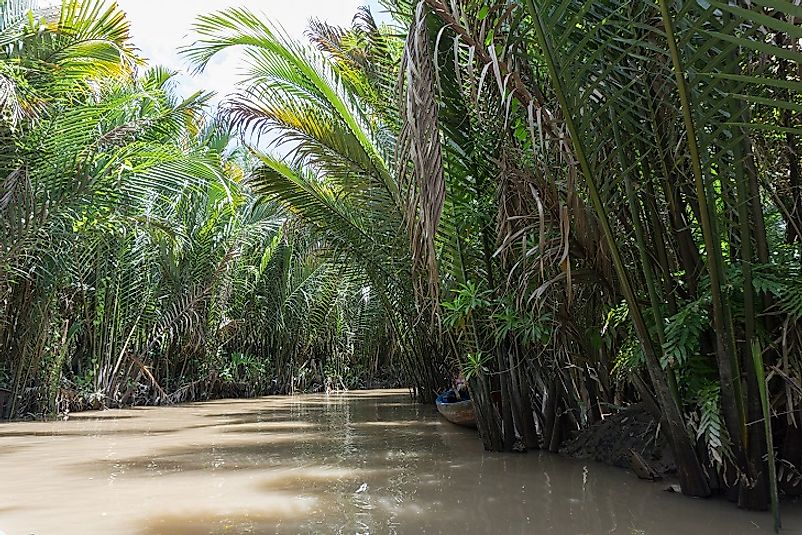 These tropical rainforests reach out to the banks of the Mekong River near its delta.