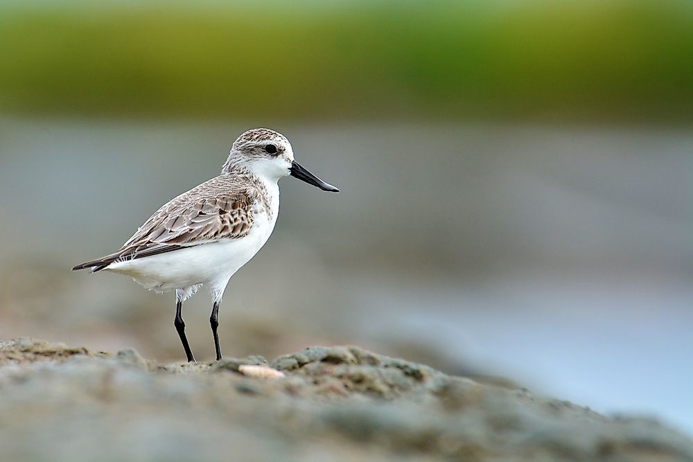 A spoon-billed sandpiper. 