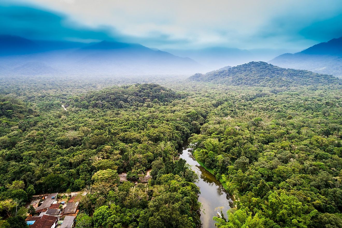 Amazon rainforest is disappearing at a quick pace.