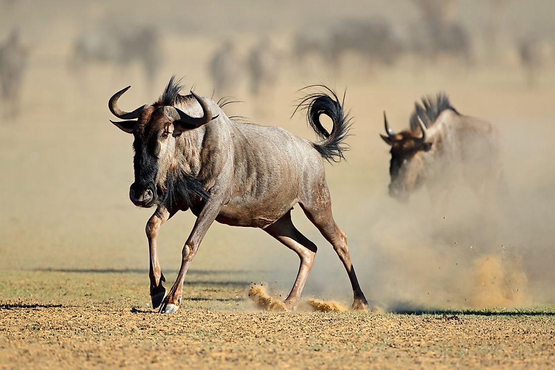 Wildebeest on the move in the Kalahari Desert.