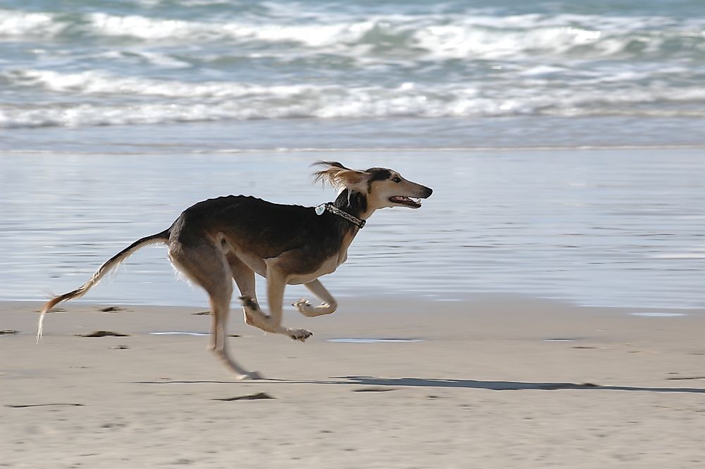 A greyhound dog runs on the beach.