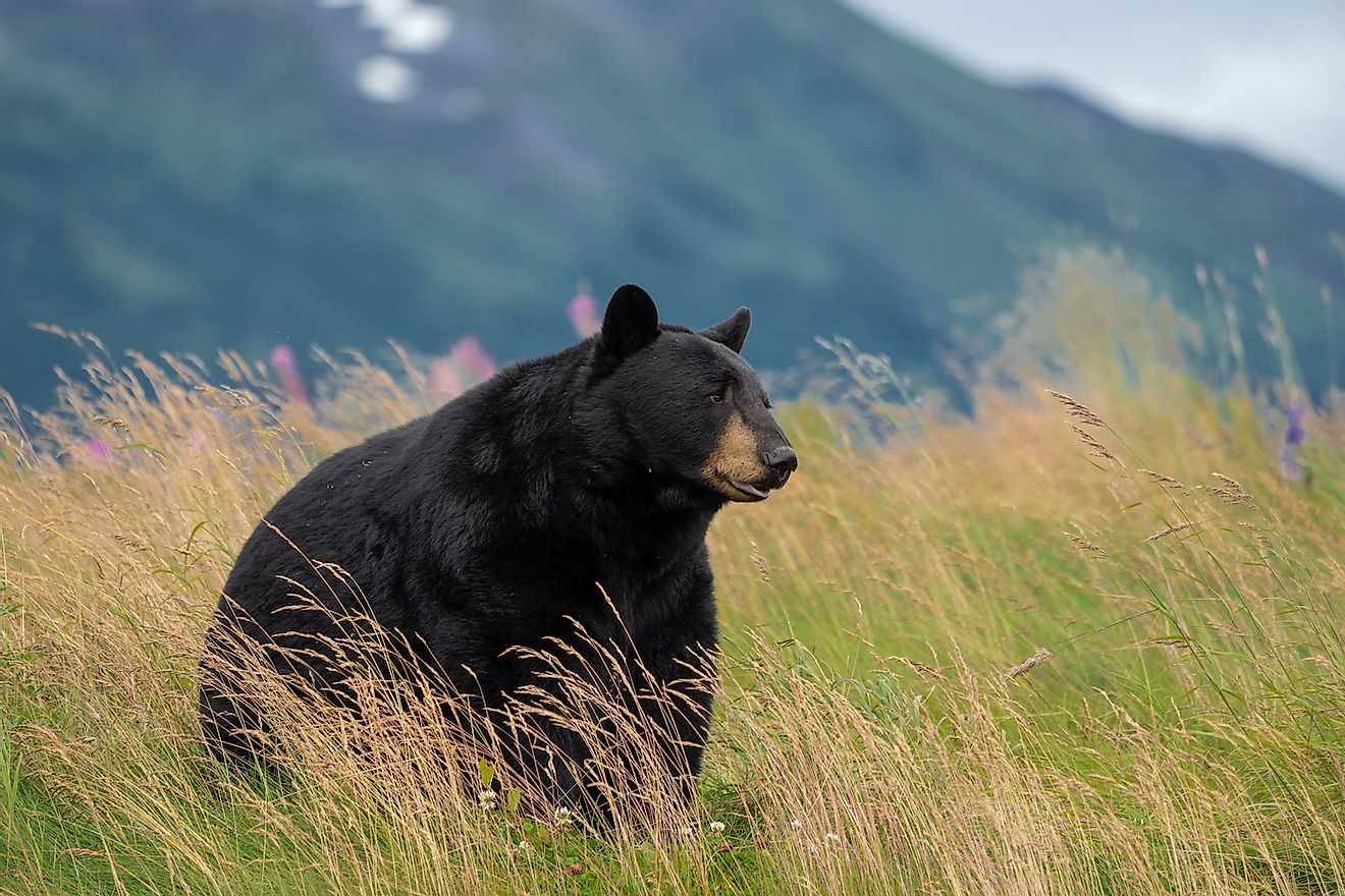 Черный медведь на лугу на Аляске.  Изображение предоставлено: melissamn / Shutterstock.com