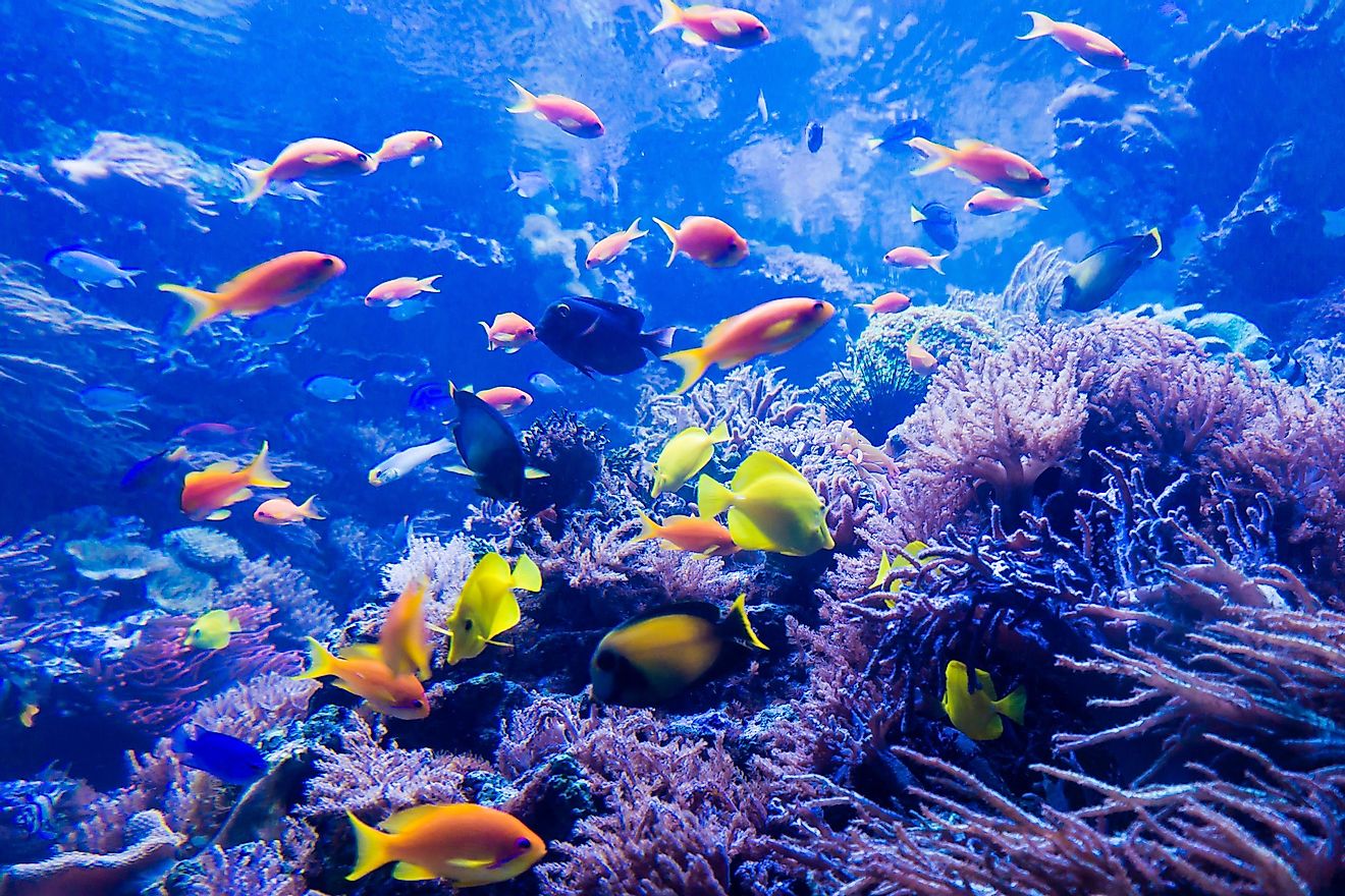 The underwater world of the Great Barrier Reef.