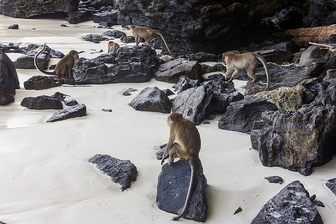 Macaques in the white sands of Phi Phi island. Image credit: Alexey Komarov/Wikimedia.org