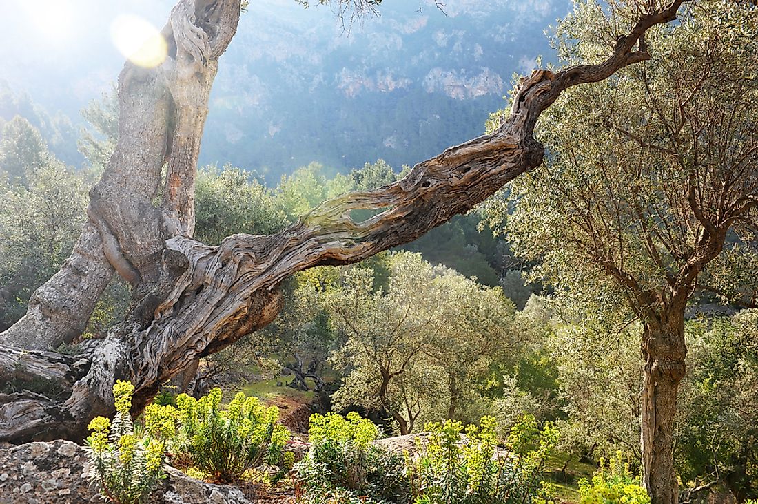 Garrigue vegetation include low-lying evergreen shrubs.