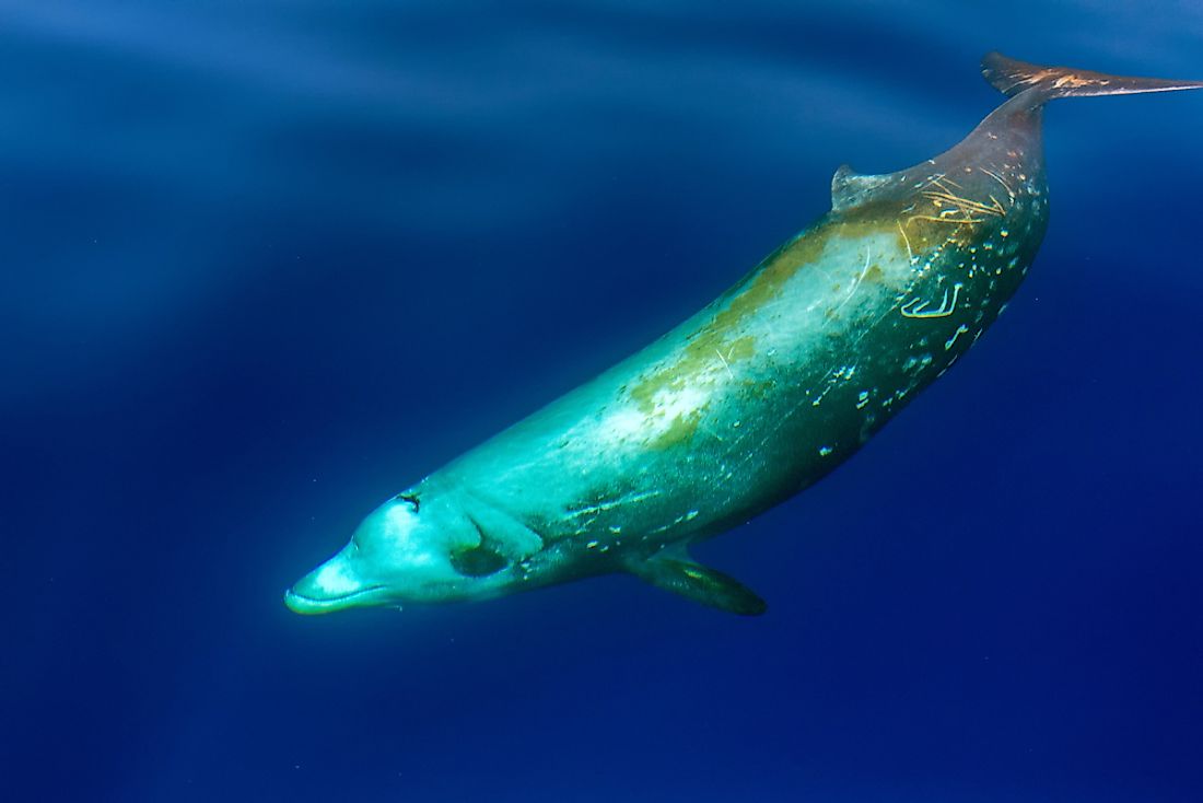 Although the Cuvier’s beaked whale is known for its deep diving capabilities, it is one of the most commonly seen beaked whales.