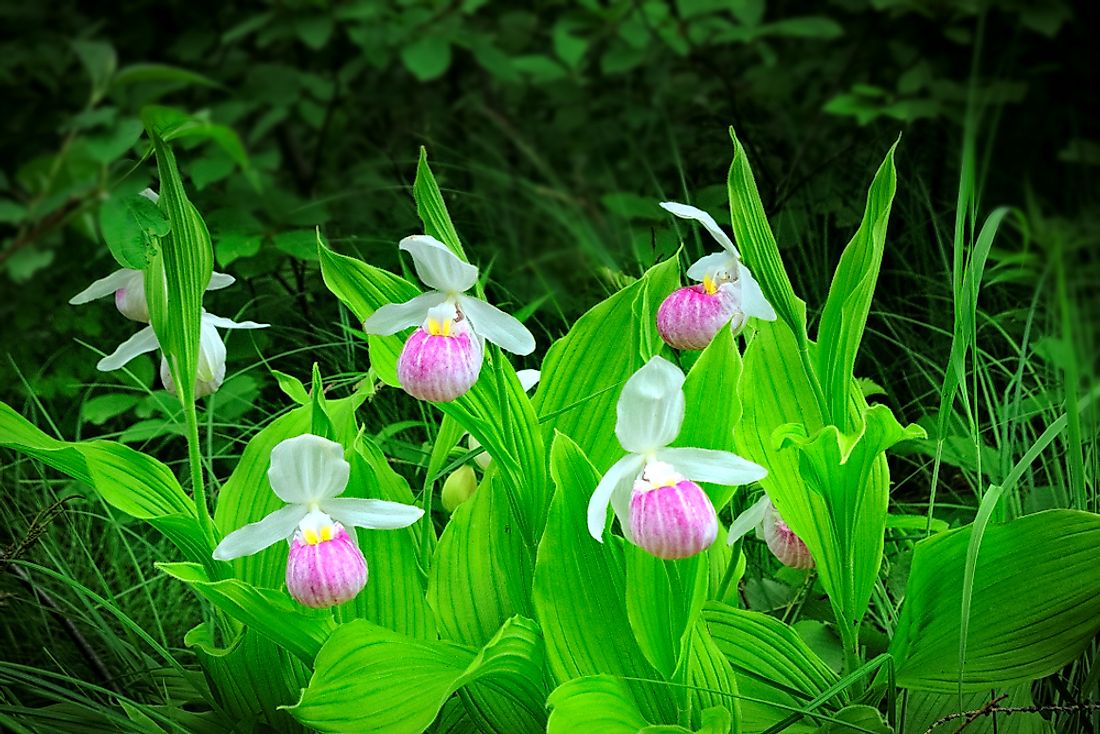 The showy lady's slipper, the state flower of Minnesota. 
