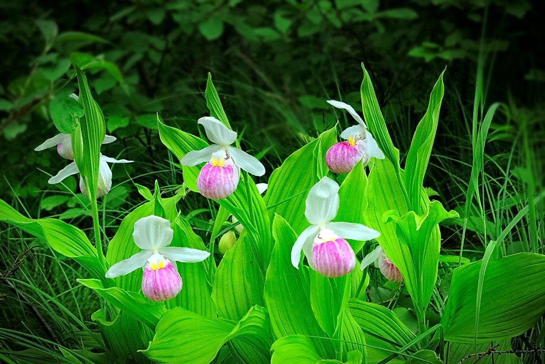 minnesota state flower lady slipper