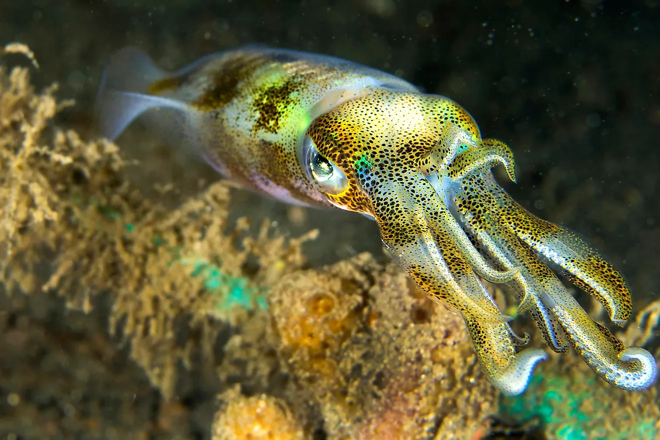 Reef Squid in Lembeh, North Sulawesi, Indonesia.