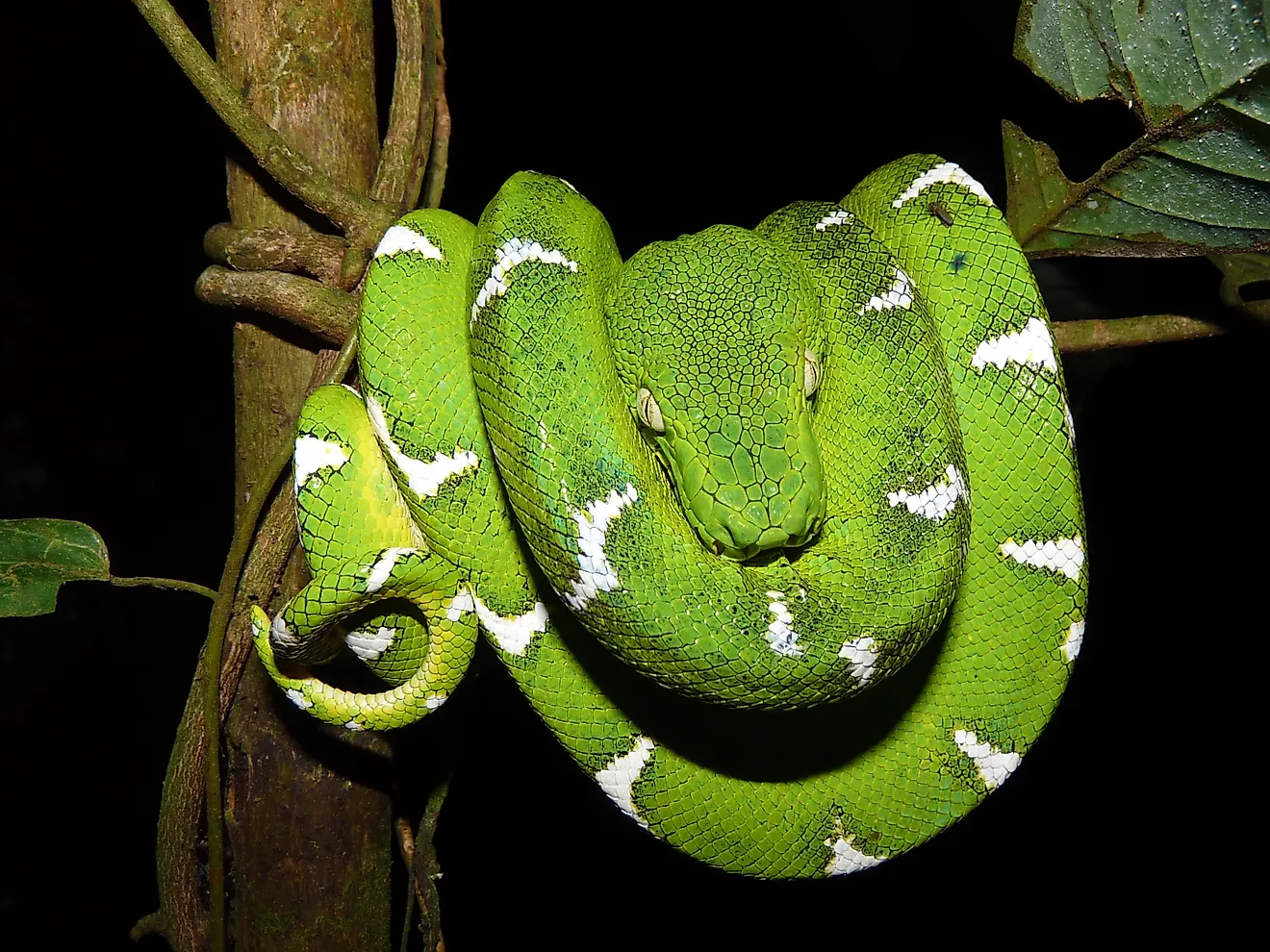 Emerald tree boa resting on a branch. 