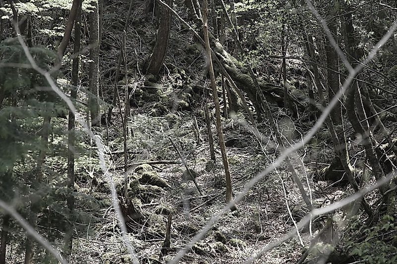 Mysterious wilds of the Aokigahara Forest.