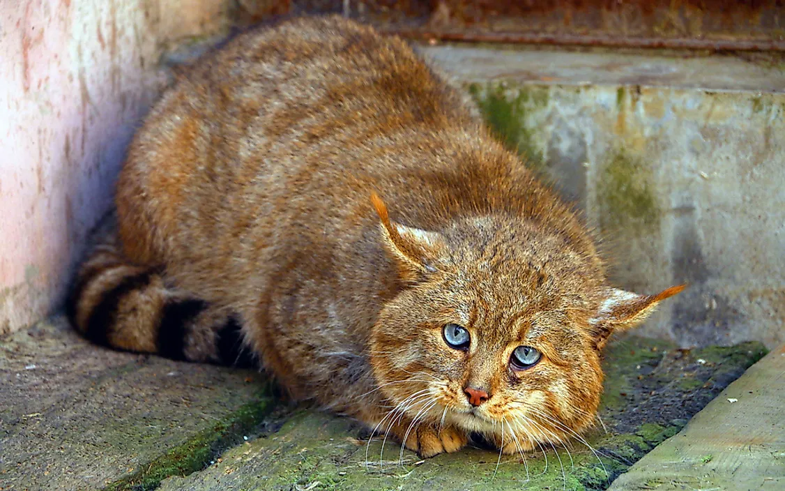 The rarely photographed Chinese mountain cat. 