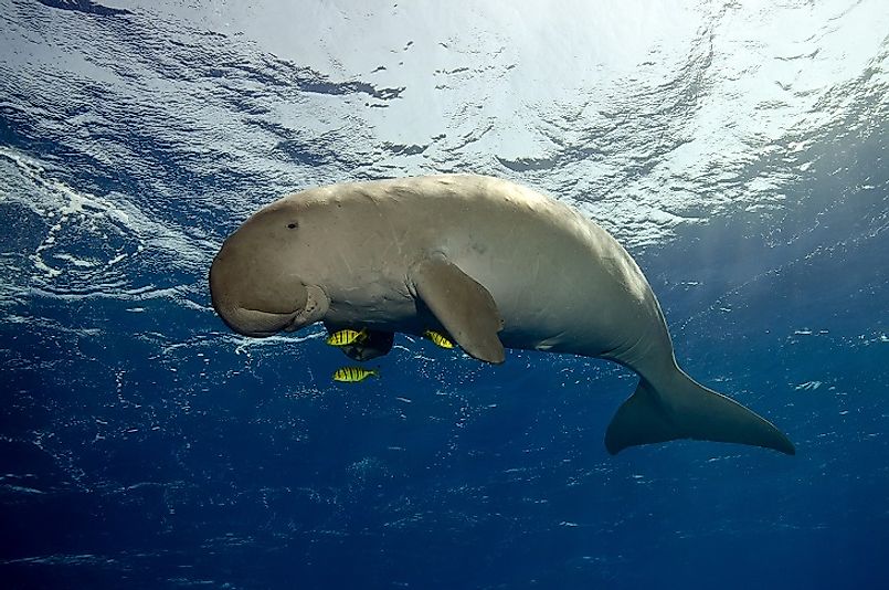 Dugongs, the National Animals of Papua New Guinea, are a treasured sight for visitors to Oceania and Australasia.